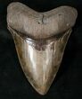 Glossy Megalodon Tooth With Colorful Blade #16399-1